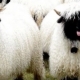 blacknose-sheep