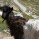 Swiss-Alps-Chalet-Wallis-Valais-adventure-famous-goats